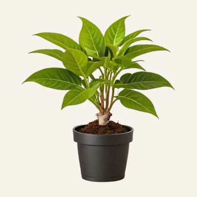 Money Tree