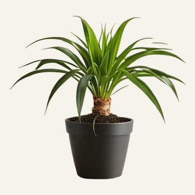 Ponytail Palm